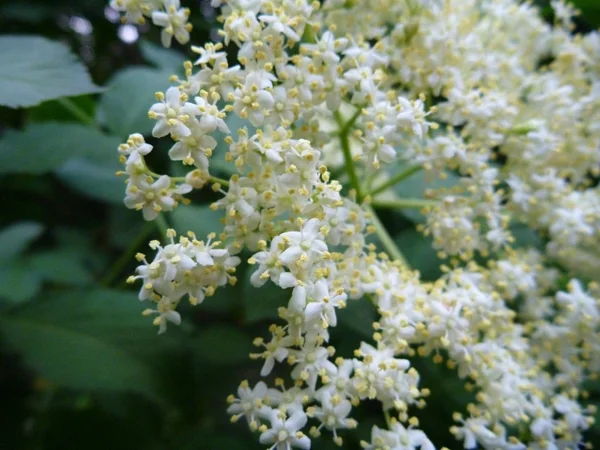 White elderberry tree in a blossom — Stock Photo, Image