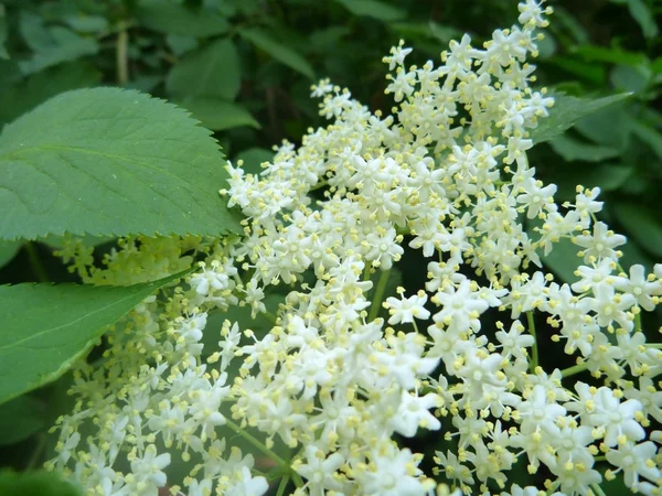 Weißer Holunder in einer Blüte — Stockfoto