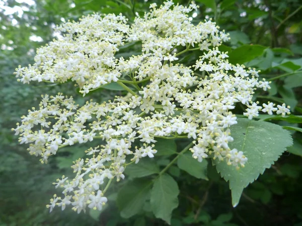 White elderberry tree in a blossom — Stock Photo, Image