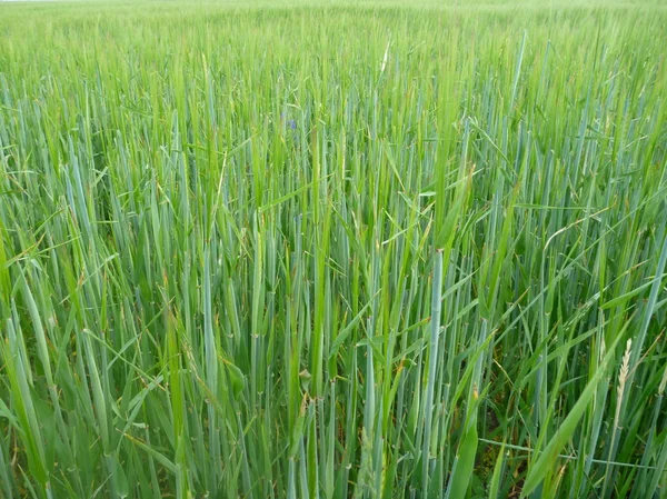 Campo de trigo verde con plantas inmaduras — Foto de Stock