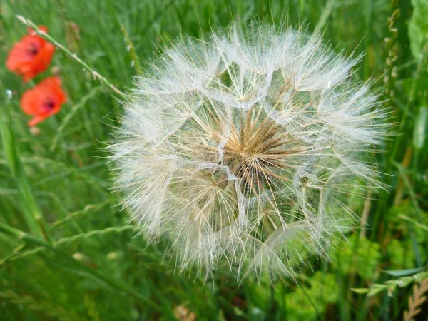 White dandelion blowball in a green grass — Stock Photo, Image