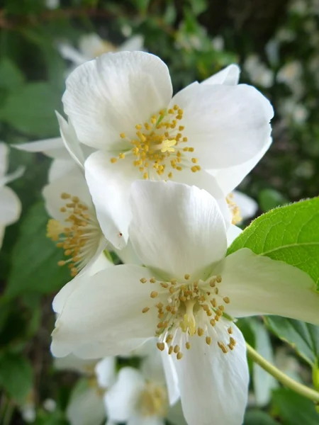 Weißer Jasminbaum in Blüte — Stockfoto