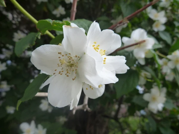 Jasmim branco árvore em flor — Fotografia de Stock