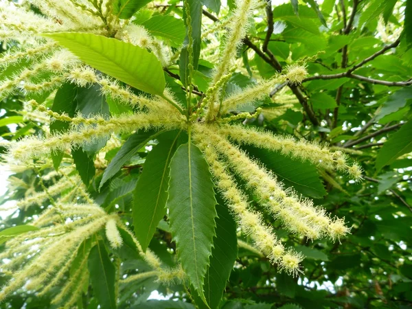 Detail eines exotischen Baumes in Blüte — Stockfoto