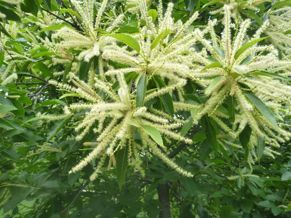 Detail eines exotischen Baumes in Blüte — Stockfoto