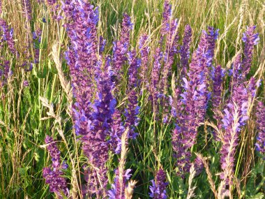 bir çayır üzerinde mor kır çiçekleri