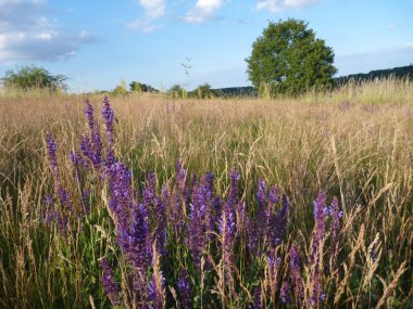 bir çayır üzerinde mor kır çiçekleri
