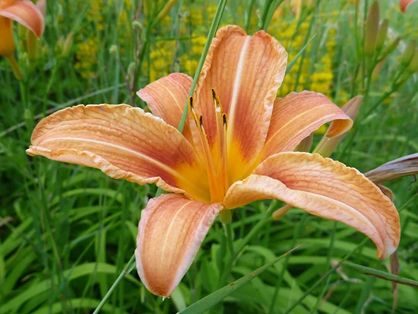 Bella fioritura giglio d'arancio in un'erba verde — Foto Stock