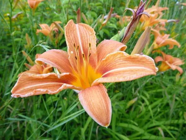 Bella fioritura giglio d'arancio in un'erba verde — Foto Stock