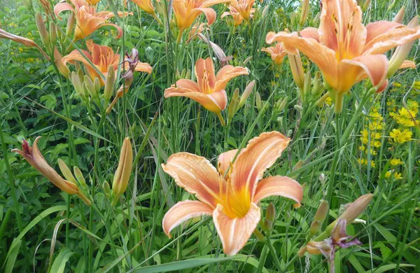 녹색 잔디에 아름 다운 꽃이 만발한 오렌지 릴리 — 스톡 사진
