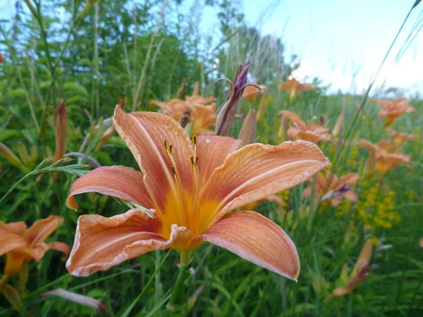 Bella fioritura giglio d'arancio in un'erba verde — Foto Stock