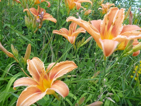 Güzel turuncu çiçek açması lily yeşil çim — Stok fotoğraf