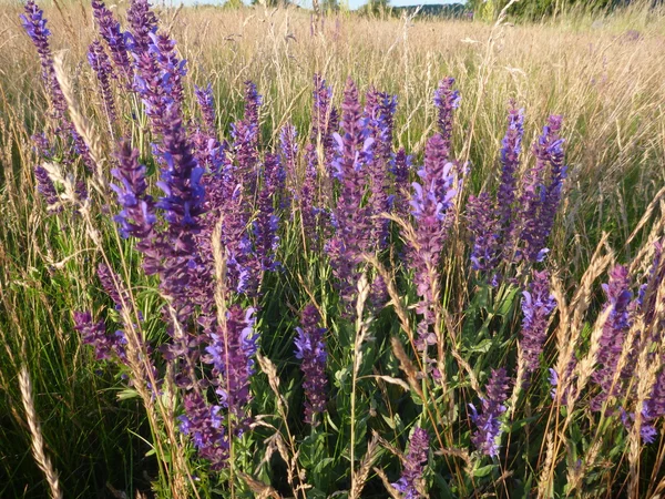 Violeta flores silvestres en un prado — Foto de Stock