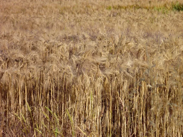 Jęczmień złote pole prawie Dorosła — Zdjęcie stockowe