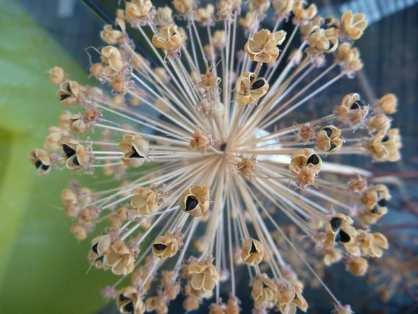 Detail der trockenen runden dekorativen Blume — Stockfoto