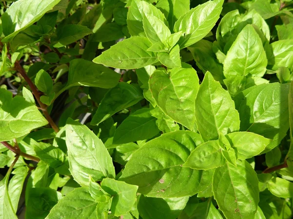 Hojas de basilicum verde fresco en el jardín —  Fotos de Stock