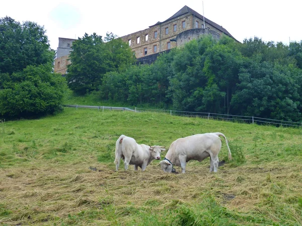 Vaches sur un pâturage sous un château historique — Photo