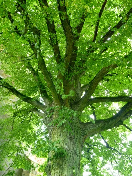 Grand arbre vert avec grand tronc — Photo