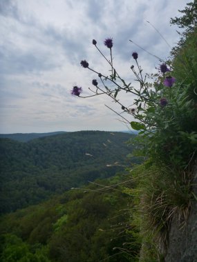 bir kayanın üstünde büyüyen çiçek