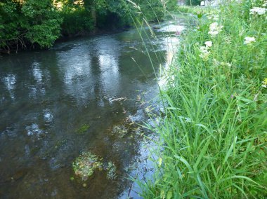 derin çim akışında küçük sessiz