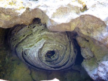 eşekarısı yuvası bir delik gizli