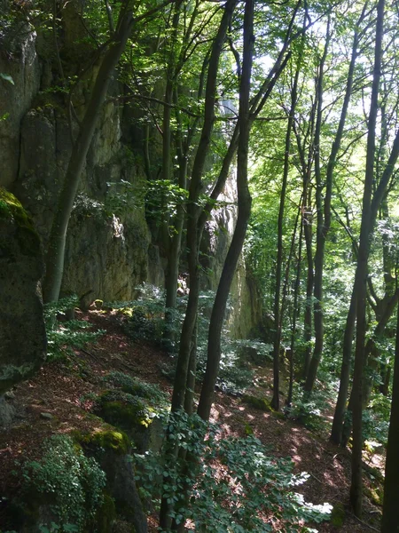 Friss zöld bükkös erdőben, a lejtőn — Stock Fotó