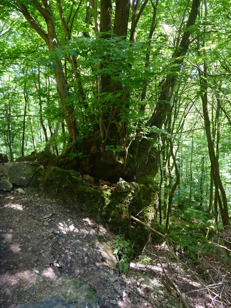 Friss zöld bükkös erdőben, a lejtőn — Stock Fotó