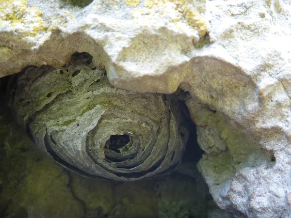 eşekarısı yuvası bir delik gizli