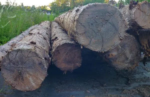 Pila de tronco de árbol cosechada y preparada — Foto de Stock