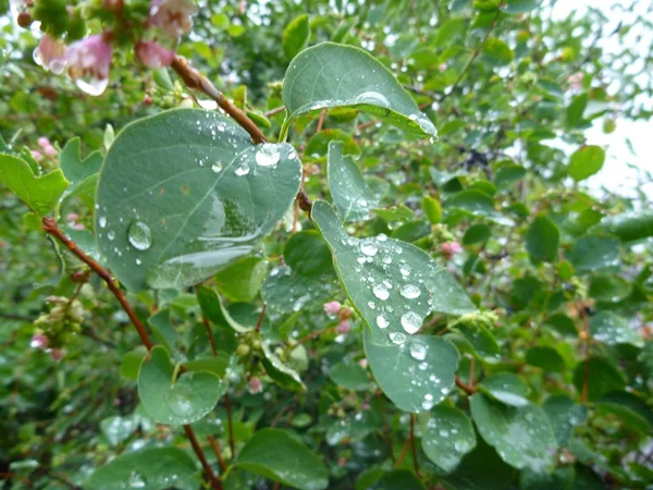 Gröna blad med droppar vatten — Stockfoto