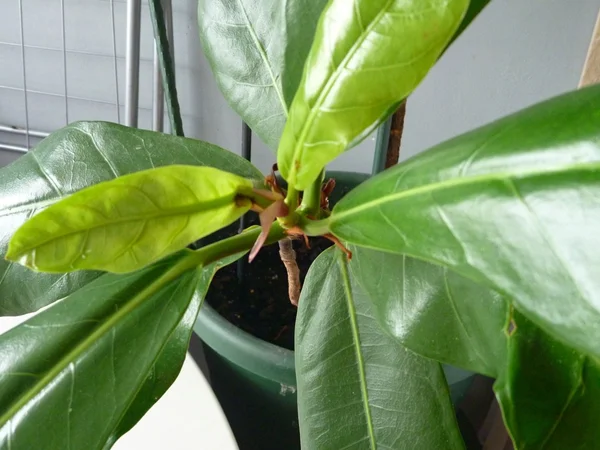 Frunze verzi de plante ficus interior — Fotografie, imagine de stoc