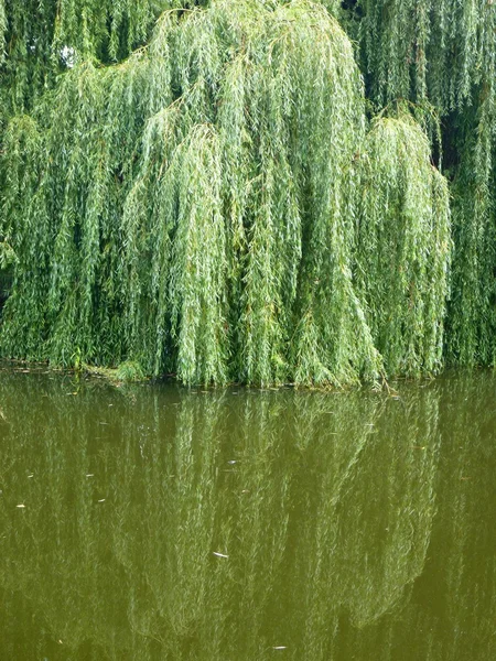 小さな池の静かな緑豊かな公園 — ストック写真