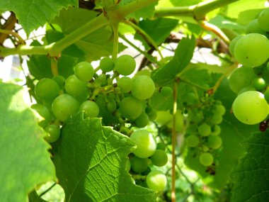Yeşil üzüm asma yaprakları ile