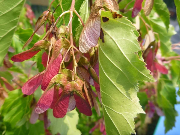 트리 재치 빨간색과 녹색의 나뭇잎 — 스톡 사진