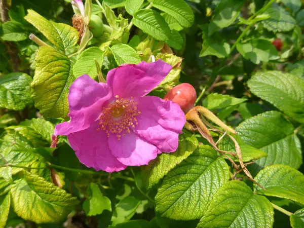 아름 다운 핑크 blosomming 로즈 힙 — 스톡 사진