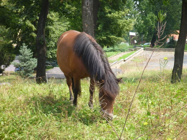 Caballo solitario comiendo una hierba verde —  Fotos de Stock