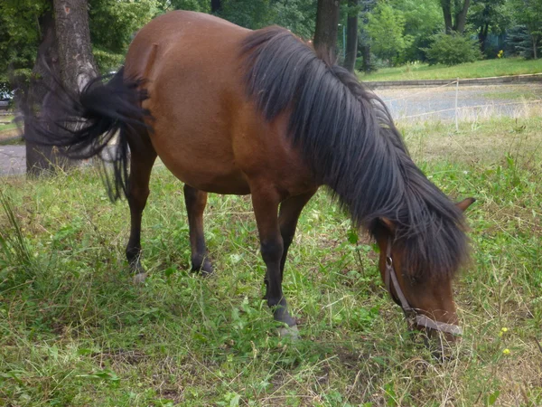 Caballo solitario comiendo una hierba verde — Foto de Stock