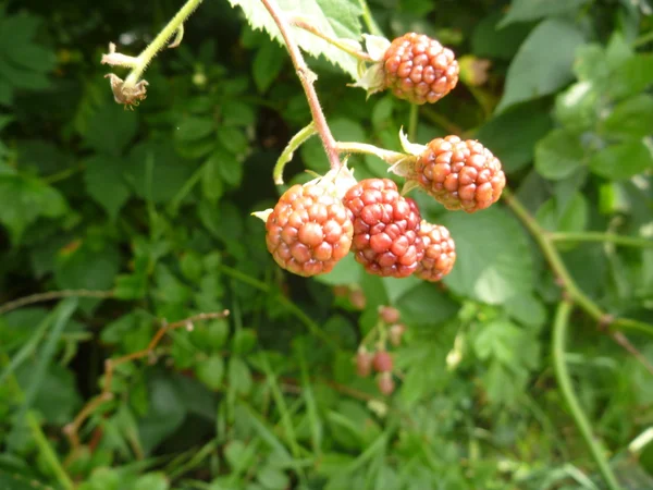Bir şube olgunlaşmamış kırmızı blackberry — Stok fotoğraf