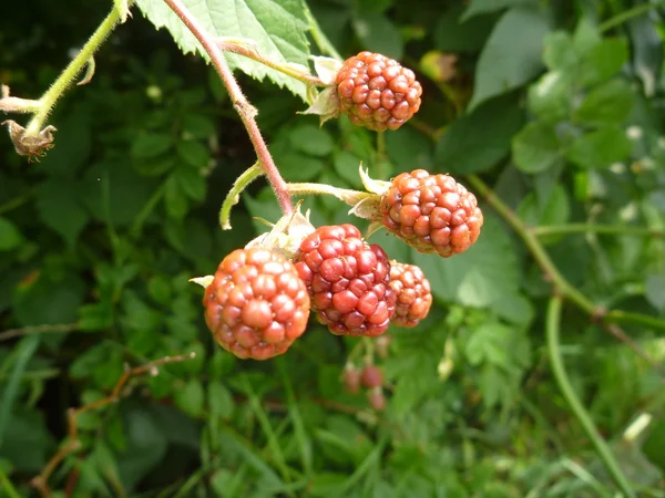 Unreife rote Brombeere auf einem Zweig — Stockfoto