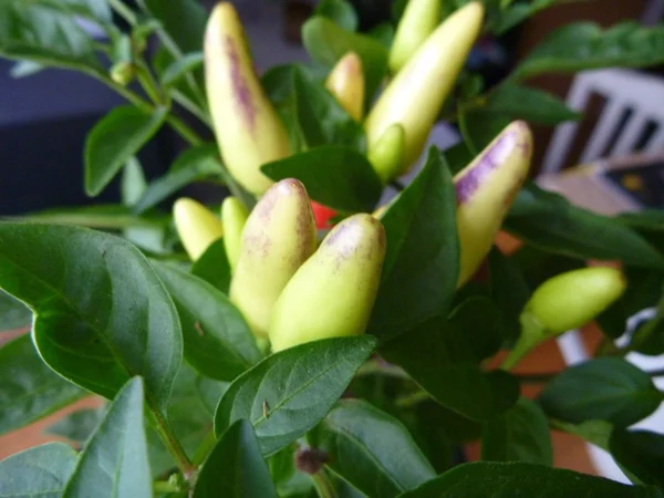 Potted home chilli plant with green peppers — Stock Photo, Image