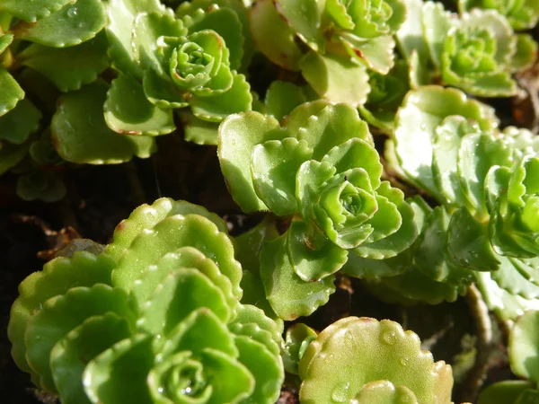 Detail of green suculent plant leaves — Stock Photo, Image