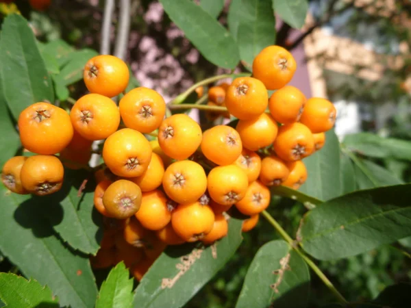 Detalj av rowan berry träd med frukt — Stockfoto