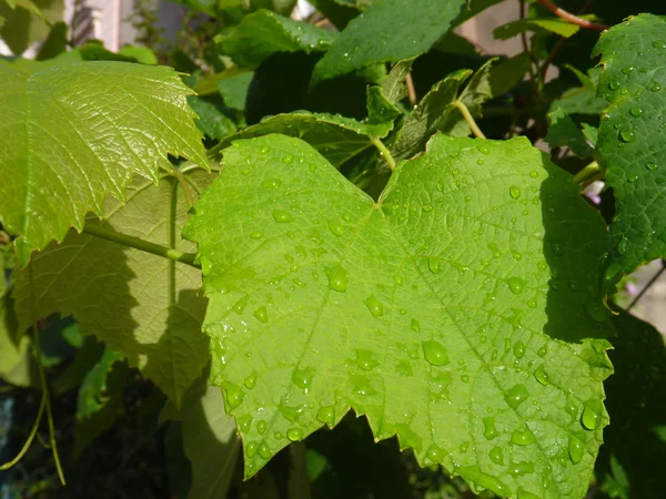 Folhas de uva verde com frutos não maduros — Fotografia de Stock