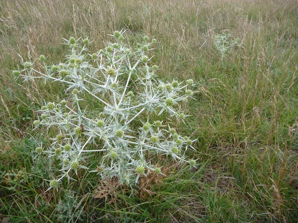 Detail van een ronde distel bloem — Stockfoto