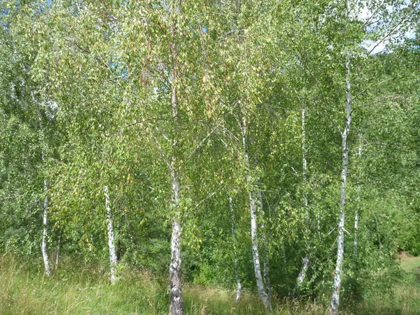 Birch trees with typical white trunk — Stock Photo, Image