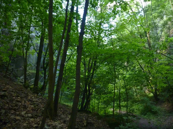 Зелений ліс на схилі з камінням — стокове фото