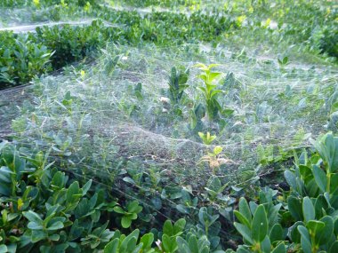 Yeşil Bush Beyaz örümcek ağı