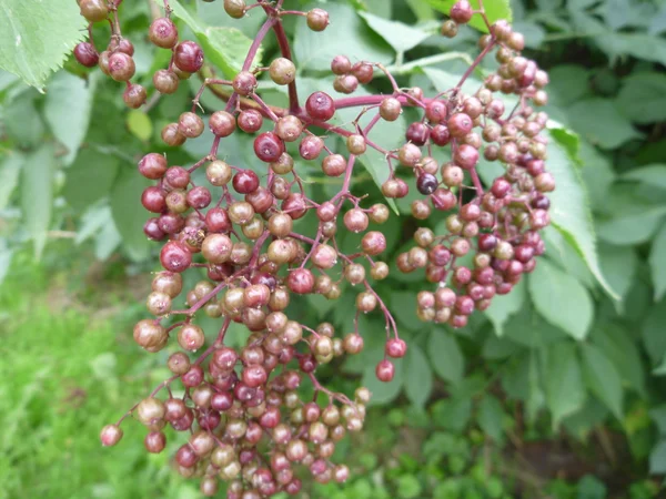 熟していないニワトコの果実の詳細 — ストック写真