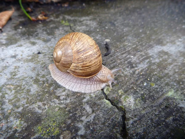 Šnek s shell na šedý kámen — Stock fotografie