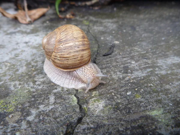 Lumaca con un guscio su una piastrella grigia — Foto Stock